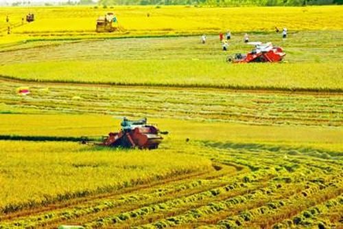 Mùa vàng bội thu trên vùng đất lúa