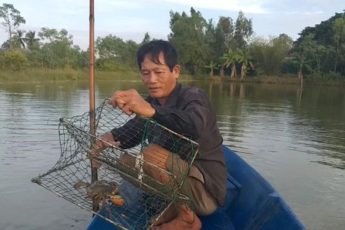 Cà Mau tìm nguyên nhân cua chết bất thường