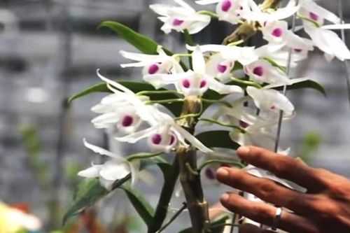 Quy định về quản lý thuế đối với giao dịch mua bán 'lan đột biến'