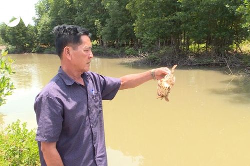 Đã xác định được nguyên nhân cua tại Cà Mau chết bất thường