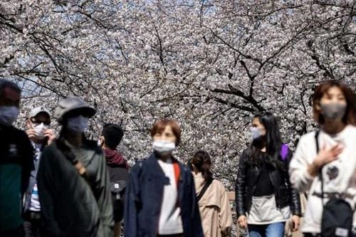 Người dân Tokyo đổ xô đi ngắm hoa anh đào bất chấp cảnh báo