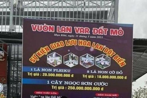 Tổng cục Thuế trả lời về việc thu thuế đối với giao dịch mua bán lan đột biến