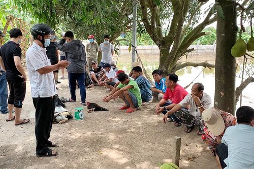 Công an Long Xuyên triệt phá tụ điểm đá gà ở phường Mỹ Hòa thu giữ trên 90 triệu đồng