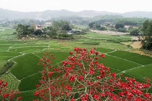 Đỏ rực mùa hoa gạo