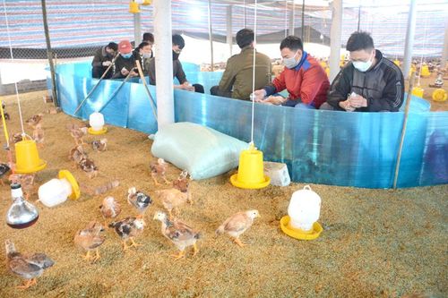 Chủ động phòng chống dịch cúm gia cầm vụ xuân hè