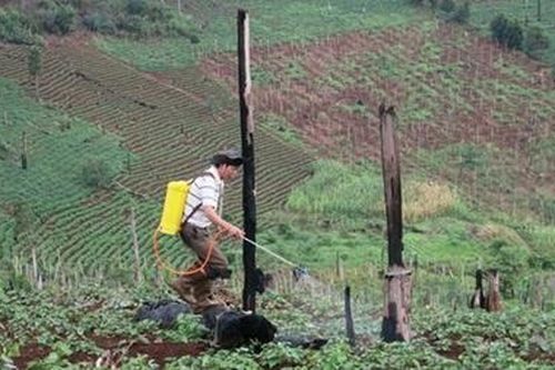 'Tan đàn xẻ nghé' đất trồng rừng 135