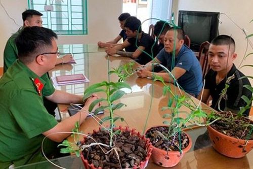 Giao dịch lan đột biến, chiêu trò thổi giá lộ liễu