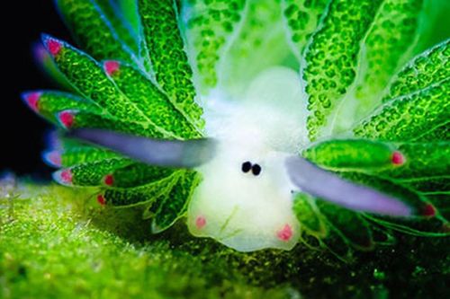 Loài cừu lá sống dưới biển