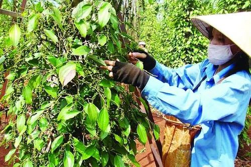 Giá tiêu hôm nay 27/3: Cảnh báo các đợt sóng về giá, nông dân trồng tiêu lạc quan với mốc 80.000 đồng/kg