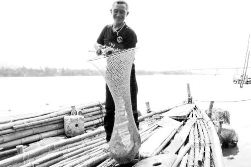Phát triển bền vững nghề nuôi cá lồng