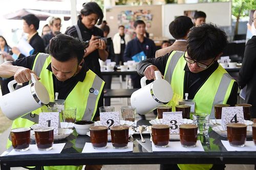 Giúp nông dân sản xuất cà-phê kết hợp giữ rừng