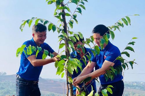 Nhiều phần việc, công trình thiện nguyện mừng sinh nhật Đoàn