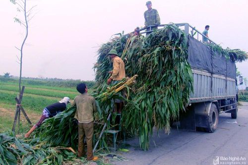 Hàng trăm tấn ngô xuân gãy đổ ở Nghệ An được 'giải cứu'