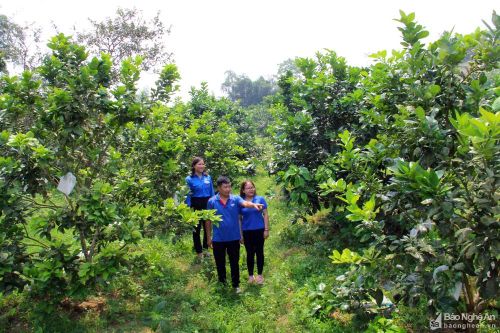 Chàng trai giúp đồi hoang Hầm 7 hồi sinh