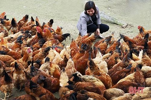 Người chăn nuôi Hà Tĩnh ngạc nhiên khi giá gà lên 120 ngàn đồng/kg