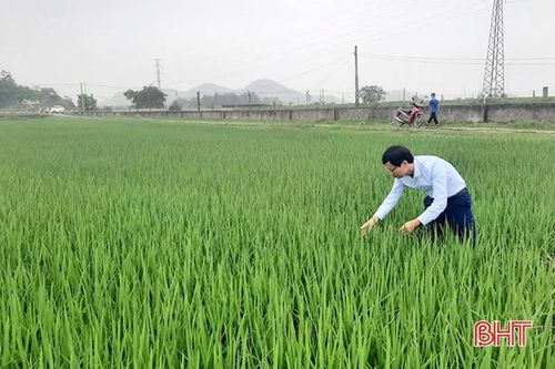 Hà Tĩnh: 231 ha lúa nhiễm đạo ôn lá