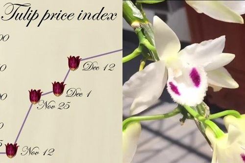 Nỗi lo bong bóng lan đột biến từ 'vết xe đổ' hoa Tulip