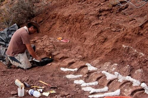Bộ xương dài 20 m của loài khủng long mới ở Argentina