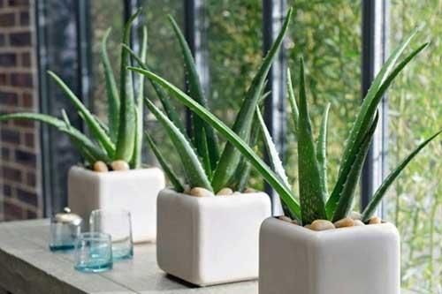 Công dụng bất ngờ của những loại cây cảnh trong nhà