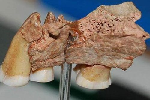 Người hiện đại xuất hiện từ khi nào?