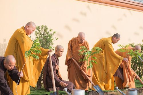 Hòa thượng Chủ tịch Hội đồng Trị sự trồng cây tại tổ đình Phi Lai