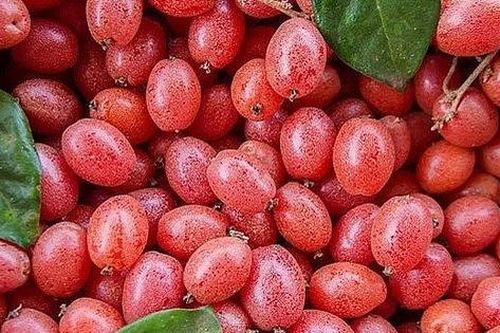 Vị thuốc quý từ hoa quả (1): Quả nhót không chỉ là gia vị nấu canh mà còn giúp trị nhiều bệnh hay gặp phải