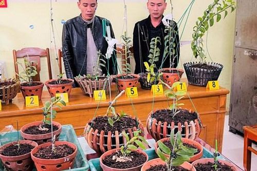 Vượt hơn 200 cây số để trộm lan đột biến tiền tỷ