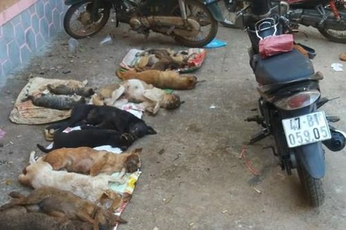 Đắk Lắk: Vây bắt nhóm đối tượng đánh bả hàng chục con chó