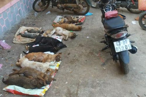 3 thanh niên đánh bả hơn chục con chó