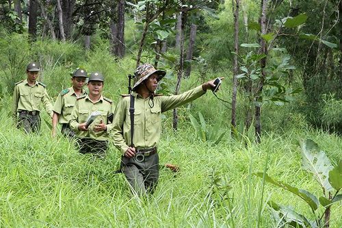 Chủ động triển khai các giải pháp phòng cháy, chữa cháy rừng