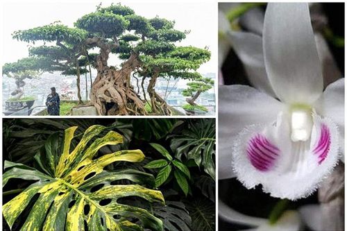 'Té ghế' 3 loại cây cảnh giá trăm tỷ gây sốt ở Việt Nam