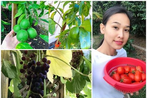 Mãn nhãn vườn rau quả trĩu cành trong nhà Hoa hậu Việt ở trời Tây