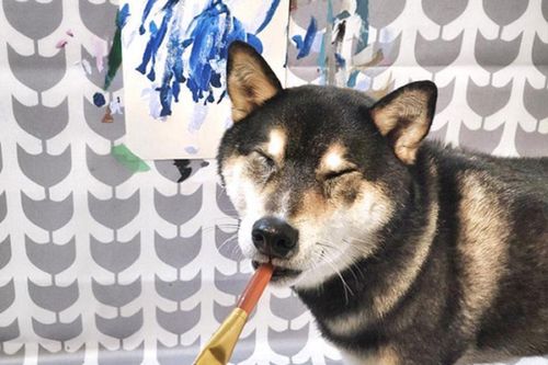 Chú chó shiba kiếm được hàng trăm triệu đồng khi làm họa sĩ