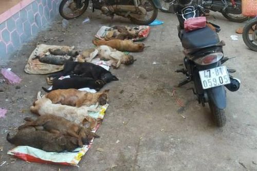 Đắk Lắk: Điều tra làm rõ một nhóm đối tượng gây ra nhiều vụ trộm chó