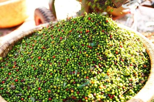Thị trường nông sản tuần qua: Giá tiêu biến động mạnh