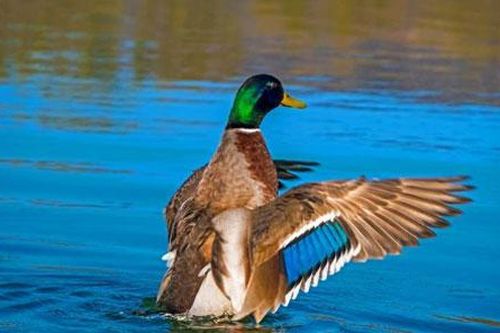 Cá di cư nhờ hệ tiêu hóa của chim