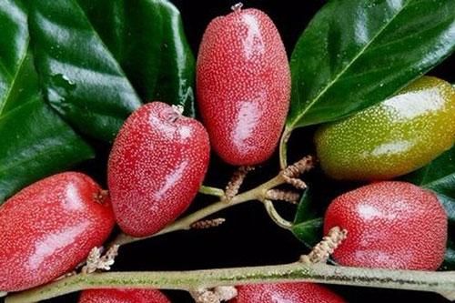 Những người tuyệt đối không nên ăn nhót