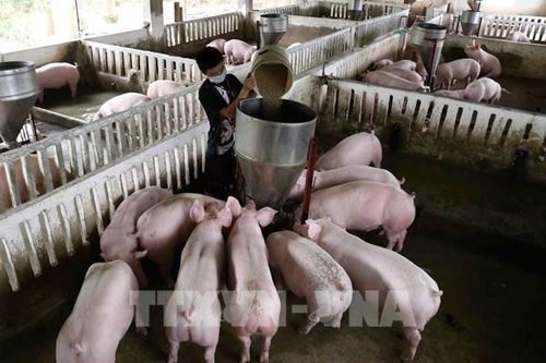 Cấp bách phòng chống dịch bệnh trên đàn gia súc