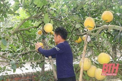 Xã Bắc Lương phát triển cây ăn quả