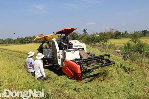 Nông dân được mùa từ mô hình canh tác lúa mới