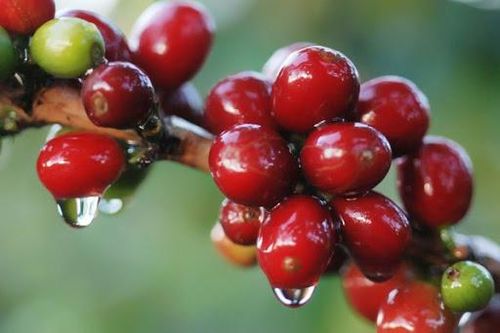 Giá cà phê hôm nay 29/3: Arabica được hỗ trợ trong dài hạn, Robusta kỳ vọng tăng nhờ sự cố ở Suez