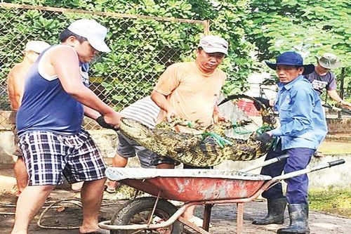 Phát triển bền vững nghề nuôi cá sấu