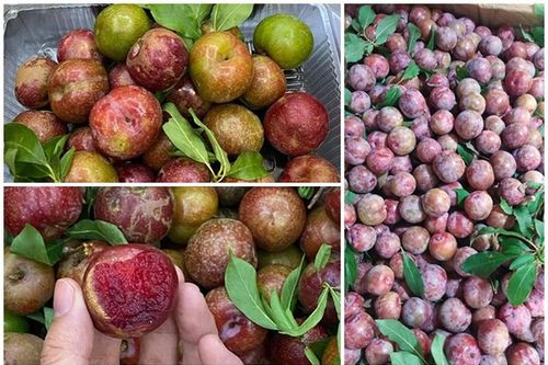 Mận hậu đầu mùa giá 'chát'... chị em lùng mua đến 'cháy hàng'