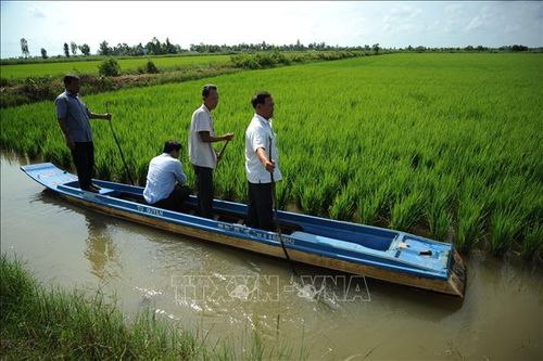 Xây dựng vùng nguyên liệu lúa chất lượng cao