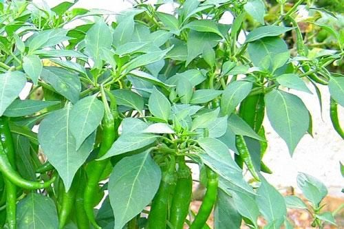 Đây là loại lá cây 'vô tình bị lãng quên' nhưng chữa được rất nhiều bệnh nguy hiểm