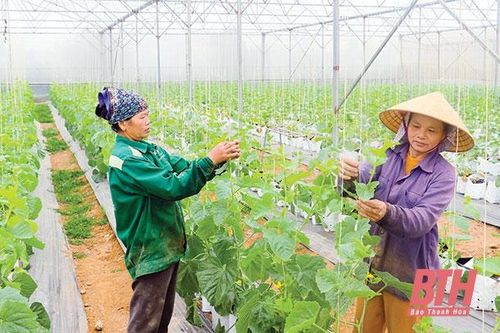 Hiệu quả các chính sách hỗ trợ phát triển nông nghiệp