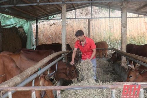 Áp dụng khoa học - kỹ thuật nâng cao tầm vóc đàn gia súc