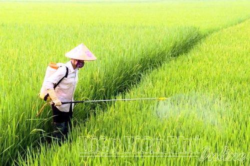 Nhiều diện tích lúa đông xuân bị nhiễm bệnh
