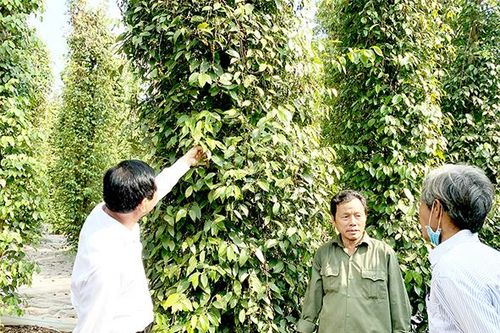 Hồ tiêu 'sốt' giá