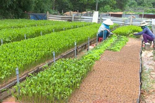 Cam Lộ đặt mục tiêu trồng mới 400 ha rừng gỗ lớn trong năm 2021